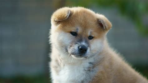 All the Love for the Akita Puppies! -- Petland Summerville