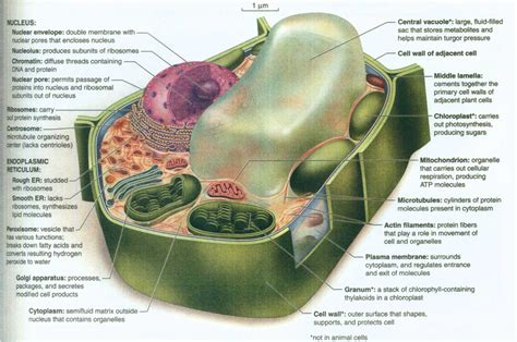Definition Plant Cell This Is The Picture Of The Plant Cell In The