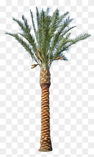 Date Palm Tree Clipart Vector Freeuse Palm Tree Clip Date Palm Tree