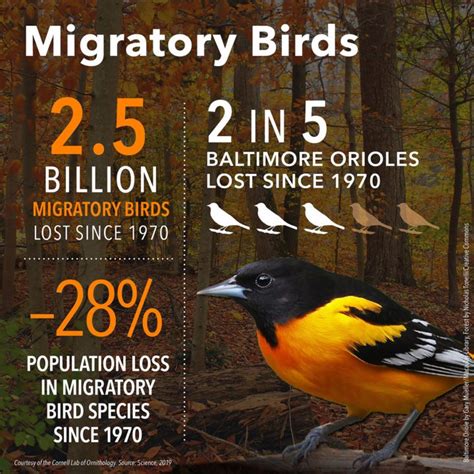 Nearly 3 Billion Birds Gone Birds Cornell Lab Of Ornithology Birds