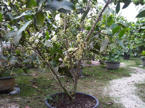Jambu air (eugenia aquea), the water apple is known in malaysia as jambu air or jambu air jambu has a sanskrit origin and is applied in malaysia and indonesia to several quite different fruits. IMAN SUADINOTO: PANDUAN MENANAM JAMBU AIR MADU DELI