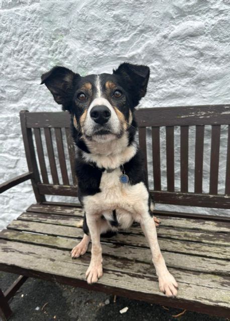 Judy Dumfries And Galloway Canine Rescue Centre Dedicated To Rescuing