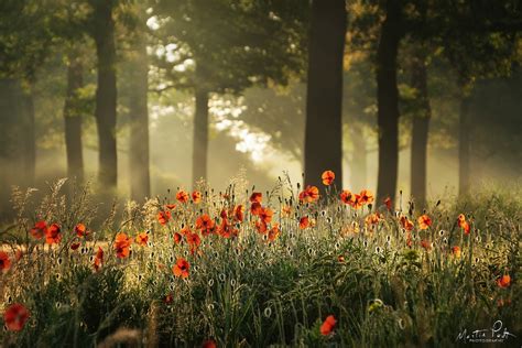 Sun Shining On Poppies Growing In The Forest Hd Wallpaper Background