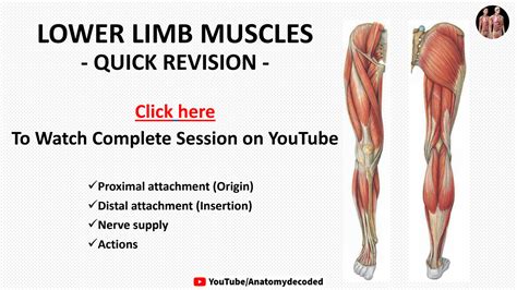 Solution Lower Limb Muscles Quick Revision Pdf Handout Anatomy Decoded