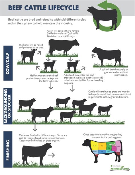 Beef Cattle Production System And The Beef Cattle Lifecycle Farm