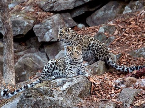 Spot The Rare Amur Leopard The Worlds Most Endangered Big Cat