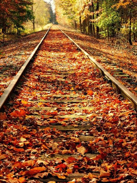 Leaf Covered Railroad Tracks Scenery Nature Photography Autumn