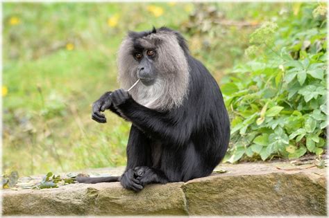 Lion Tailed Macaque Monkey Rare · Free Photo On Pixabay