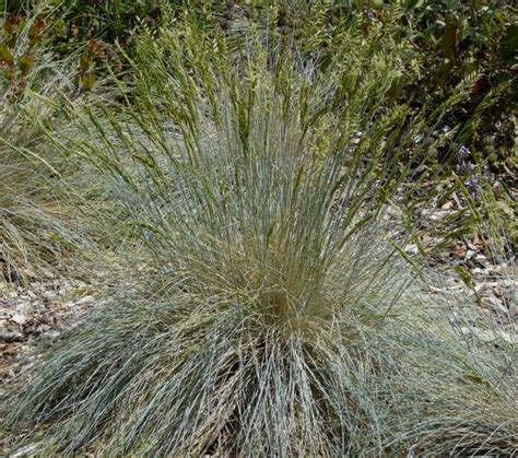 Festuca Idahoensis Idaho Fescue