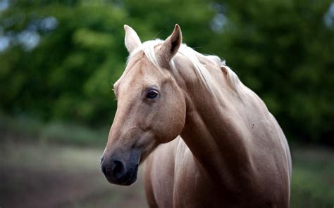Wallpaper Brown Horse Face Head 2560x1600 Hd Picture Image