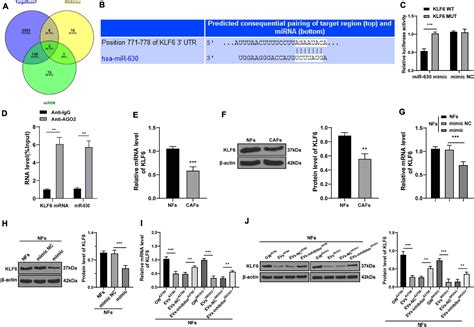 frontiers tumor derived extracellular vesicles promote activation of carcinoma associated