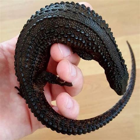Ny Reptile Enthusiasts в Instagram Earless Monitor Lizard The Only