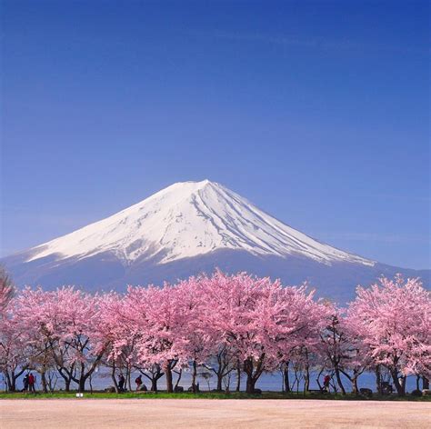 12 Unusual Things You Didnt Know About Japanese Cherry Blossom In 2020