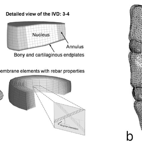 Examples Of Meshes Of A Model Of The Lumbar Spine A Structured Mesh