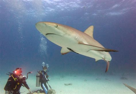Beautiful Reef Shark Off The Coast Of Nassau Bahamas Rscuba