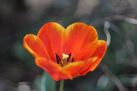 Ingyenes Háttérképek Narancs Tulipán Virágok 4272x2848 Dvoss