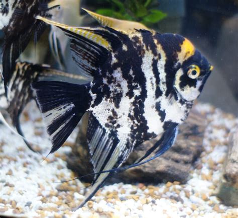 Absolutely Fish Photo Gallery Freshwater Angelfish