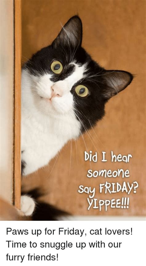 Maybe you would like to learn more about one of these? 25+ Best Memes About Friday Cats | Friday Cats Memes