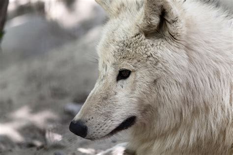 Arctic Wolf Polarpedia