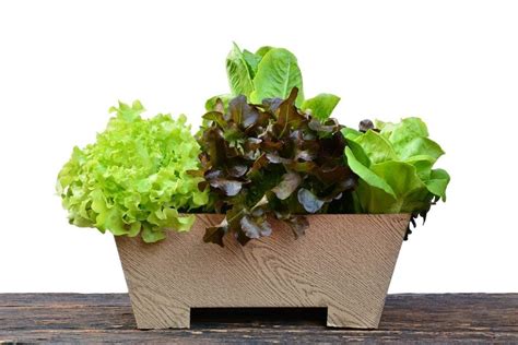 Container Grown Salad Greens Tips On How To Grow A Salad In A Pot