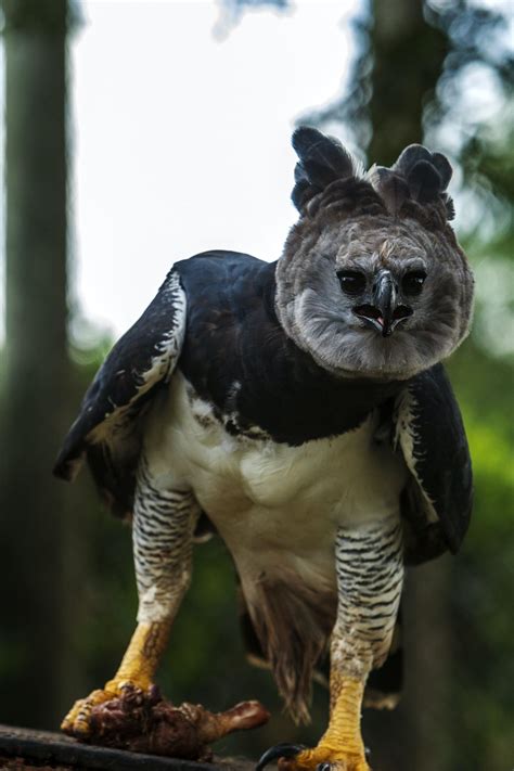 Bird Alive What The Devil Is A Harpy Eagle One Earth