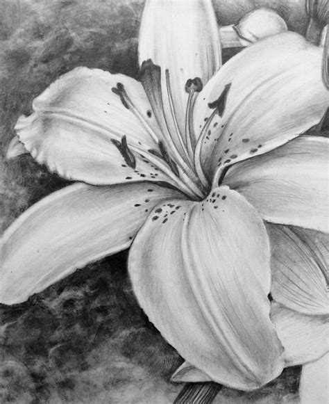 Lily Wip By Rubyryn On Deviantart Pencil Drawings Of Flowers