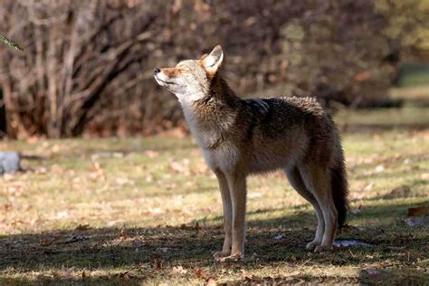 Coyote Watch Canada