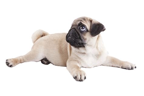 Pug Png Download Image Png All