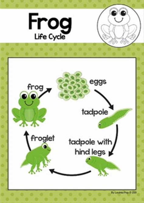 Frog Life Cycle by Lavinia Pop | Teachers Pay Teachers