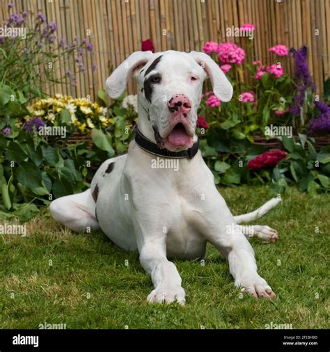 Great Dane Puppy Harlequin Stock Photo Alamy