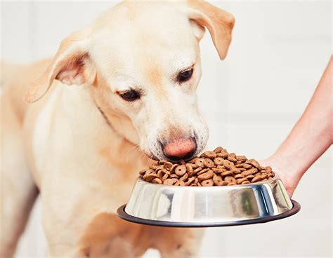 Work with your vet to determine the best wet dog food for your gal's sensitive tummy. Best Dog Food For Sensitive Stomach Issues - Tips And Reviews