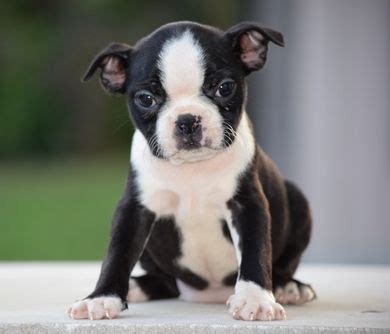 Boston terrier puppies and dogs. Boston Terrier Puppies For Sale | Oregon City, OR #261867