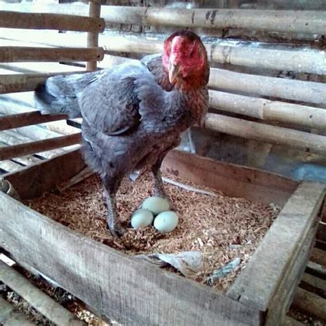Terbaru 91 Jenis Warna Telur Ayam