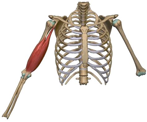 Musculus Biceps Brachii Anatomie Und Funktionen Fitness Einfach Erklärt