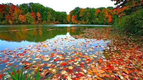 Fall Foliage Desktop Wallpapers Wallpaper Cave