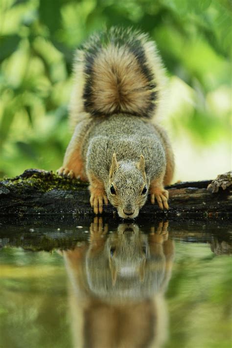 Eastern Fox Squirrel Sciurus Niger Photograph By Rolf Nussbaumer Pixels