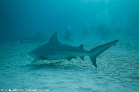 Bd 101205 Playa Del Carmen 2610 Carcharhinus Leucas Müller Henle