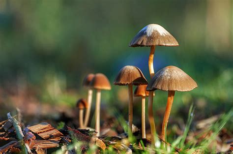 Mushroom Fungus Nature Royalty Free Photo