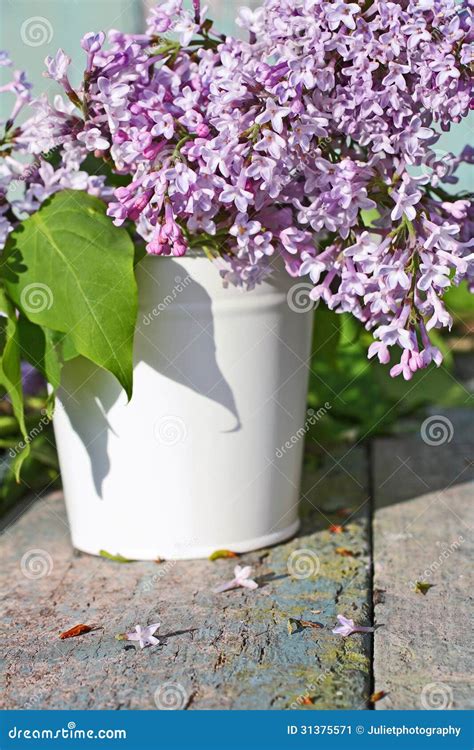 Beautiful Soft Lilac In A White Vase Stock Image Image Of Bloom