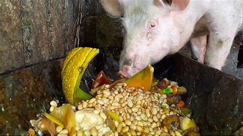 So im thinking any seafood could be halal if it is killed and prepared in the correct way. Świnia je. Pig is eating slop in Australia. سور کا گوشت ...