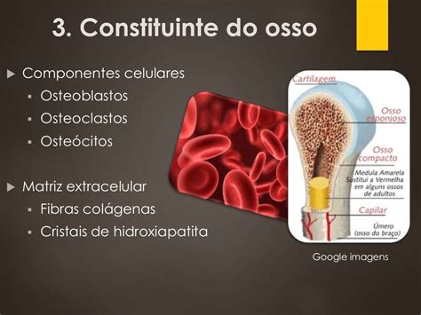 Tecido Ósseo Caracteristicas E Classificação