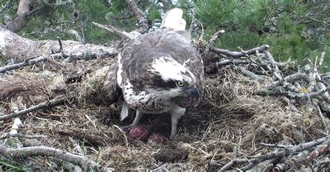 Perthshire Osprey Lassie Lays Her Second Egg At Loch Of The Lowes Daily Record