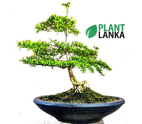 Buy flower pots for sale titanium coated cement flower pots indoor & outdoor various design's whole sale & retail up to rs:150/=. Terminalia catappa Bonsai Plant 8-9 years old - Plant ...