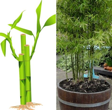 Maybe you would like to learn more about one of these? Growing Bamboo Plants in Containers, Backyard, Terrace ...