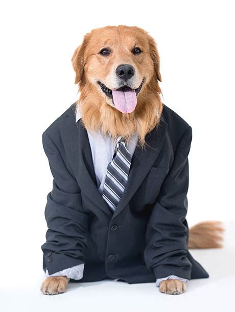 Dog In Suit Stock Photos Pictures And Royalty Free Images Istock