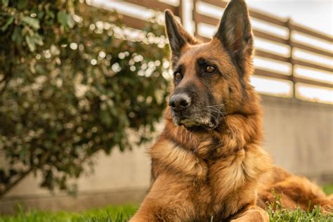 German Shepherd Lifespan How Many Years Does The Gsd Live The
