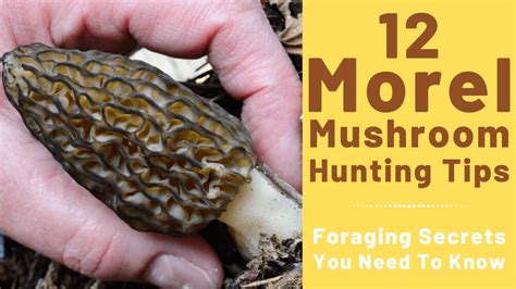 12 Morel Mushroom Hunting Tips Foraging Secrets You Need To Know