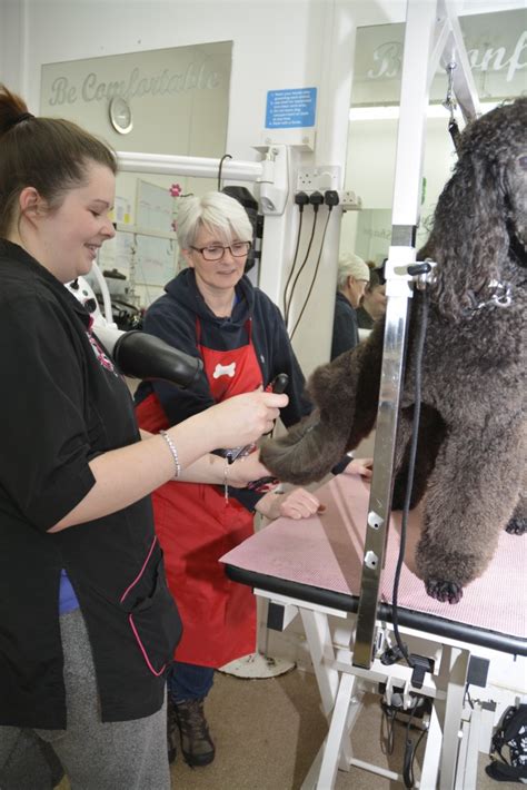 Dogs · 9 years ago. Grooming Schools - London School of Pet Grooming