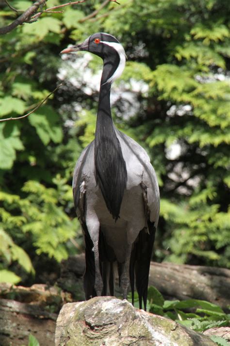 Jungfernkranich Anthropoides Virgo Im Tierpark Berlin Tier Fotoseu