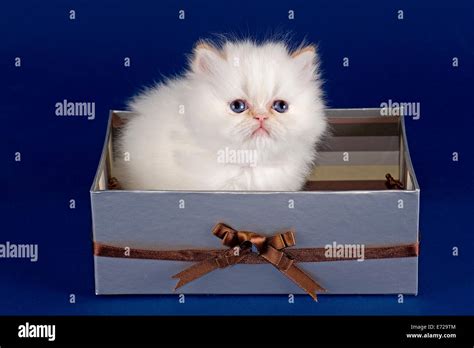 Tabby Point Persian Hi Res Stock Photography And Images Alamy